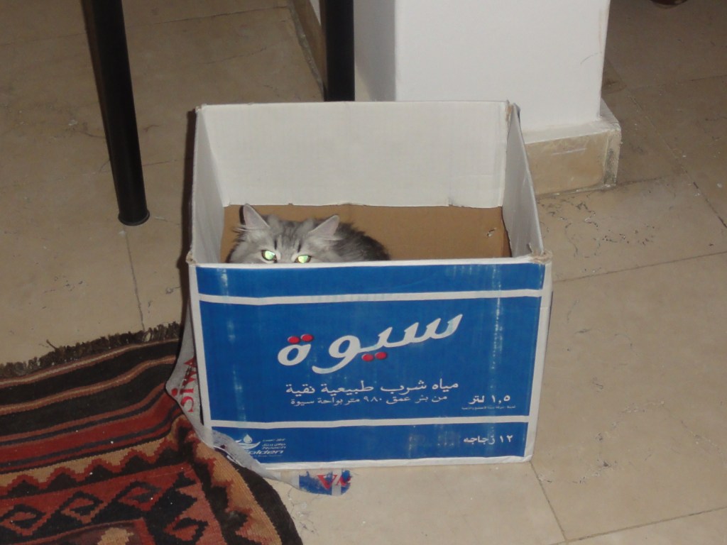 Klaus in a box WordPress won't let me upload the cute videos I have : ( 