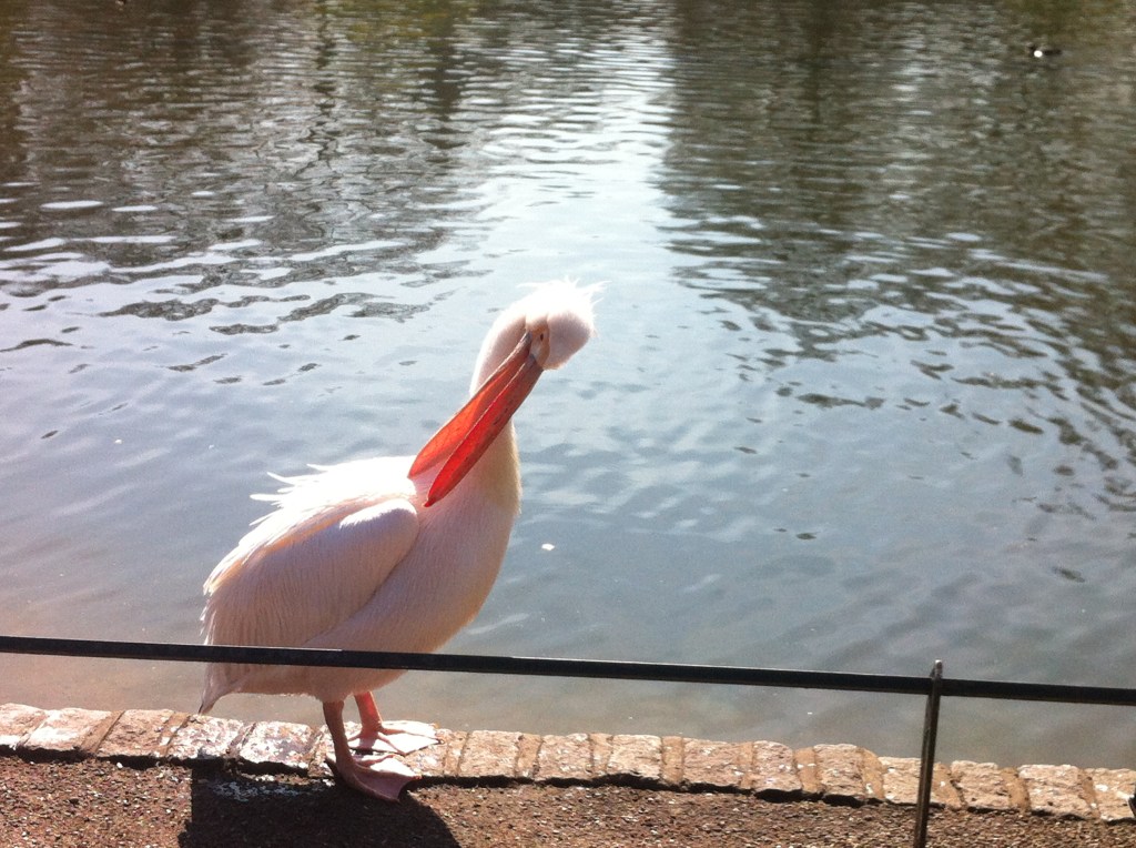 A pelican, St James Park
