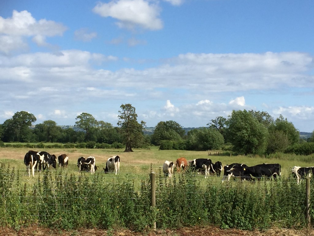 Cows laying down = rain