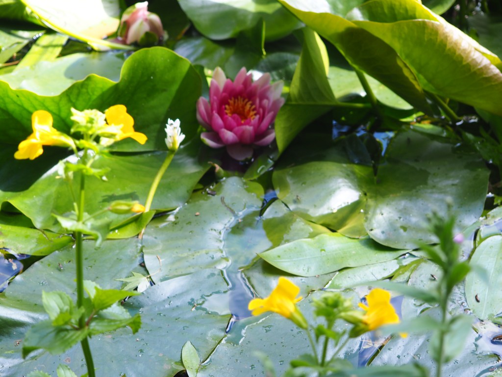 Lilypads